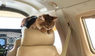 可以带宠物上飞机吗